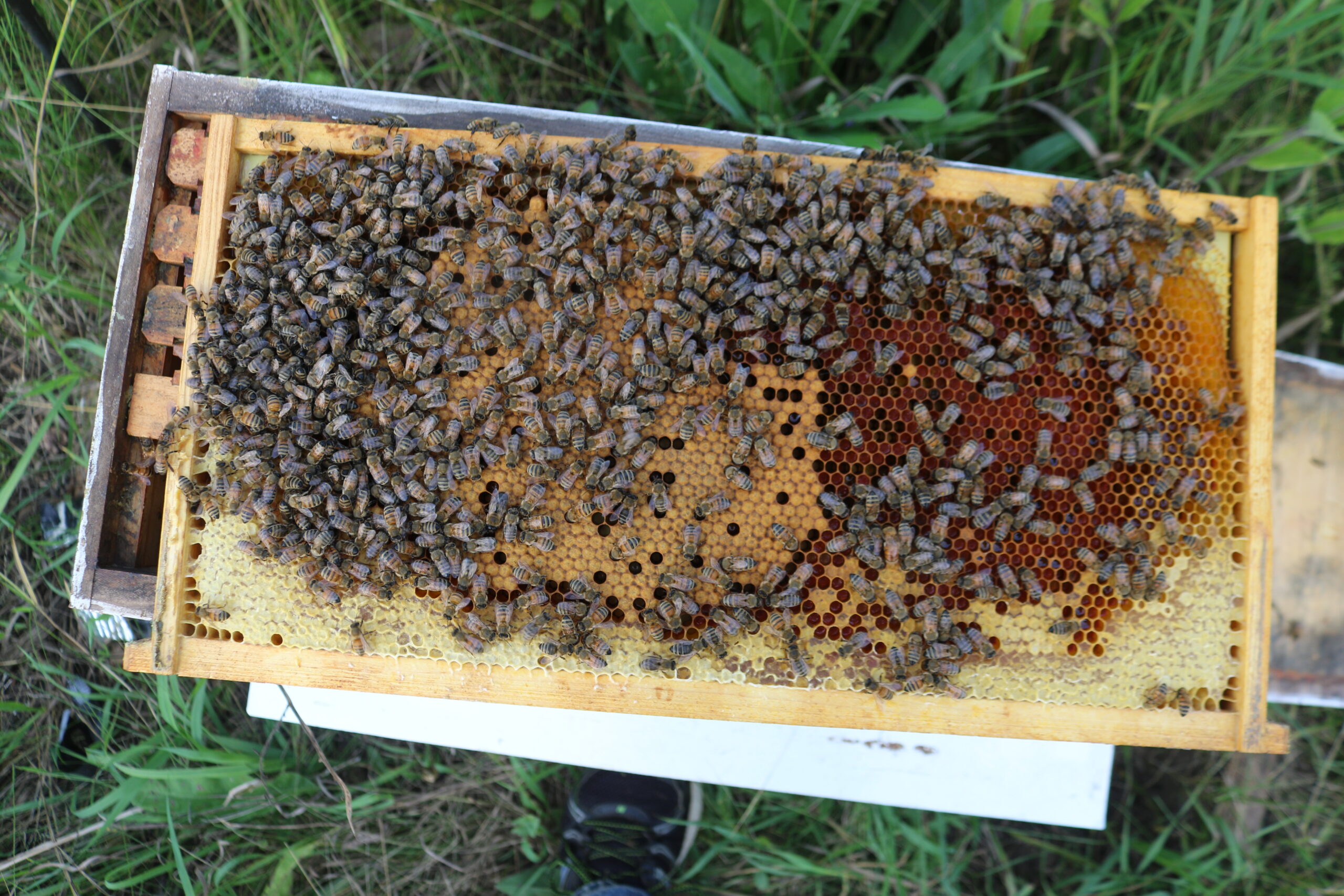 Bee Brood Pollen Honey