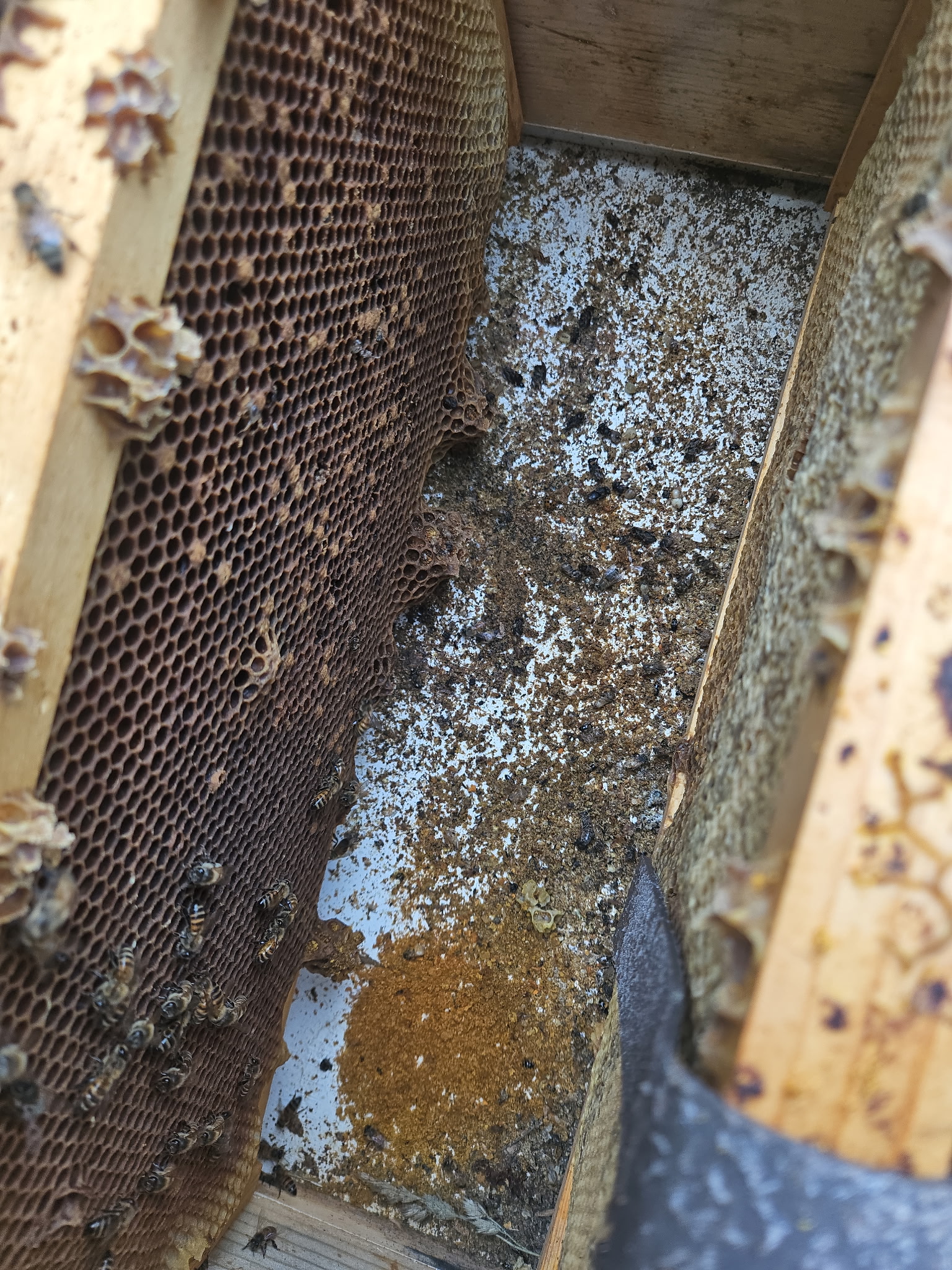 Thursday, July 16, 8 pm. Bee Smart Zoom meeting brood disease topic: